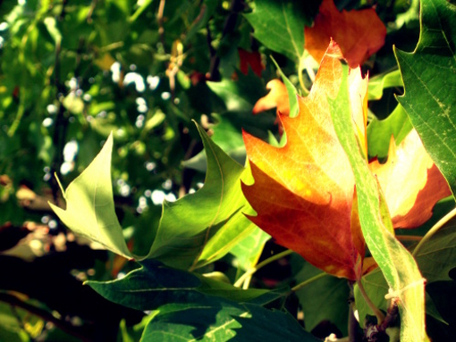 almost-fall-leaves