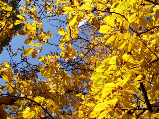 beautiful-yellow-fall-leaves-final