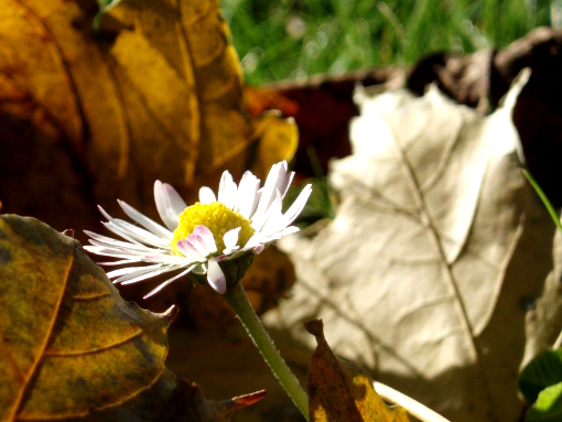 daisy-and-leaves