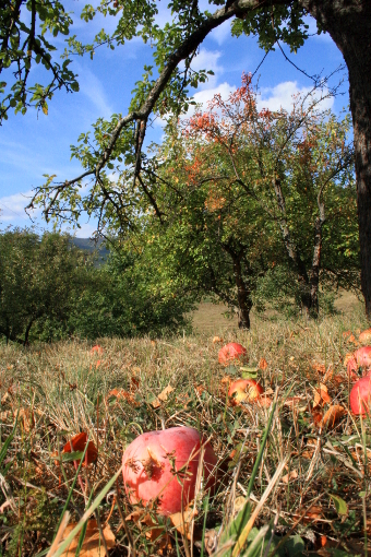 red-apples-on-the-ground