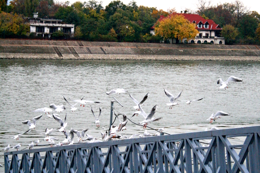 budapest-gulls