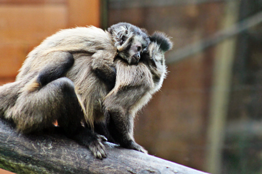 mama monkey carrying baby monkey on her back