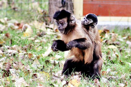 mama monkey carrying baby monkey on her back