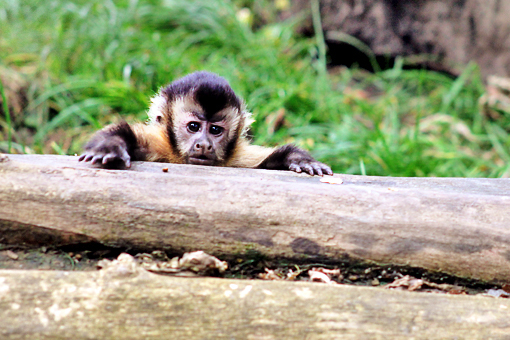 monkey behind log of wood