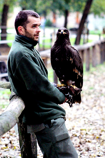 eagle carried on a hand