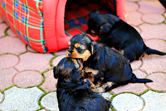 yorkshire-terrier-puppies-picture-playing