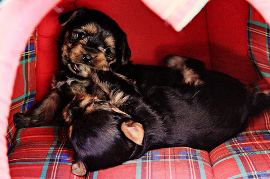 yorkshire-terrier-puppies-picture