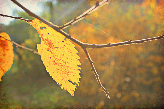free fall desktop background solitary yellow leaf beautiful colorful wallpaper