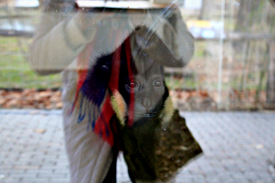 gibbon-behind-glass