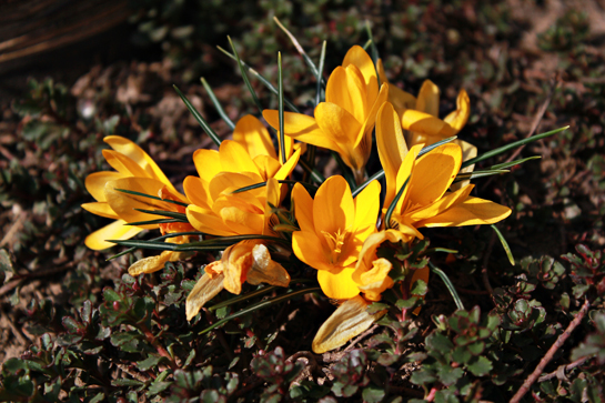 yellow-flowers