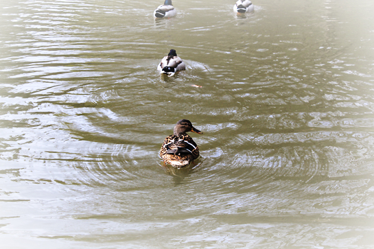 random-joy-ducks-in-pond