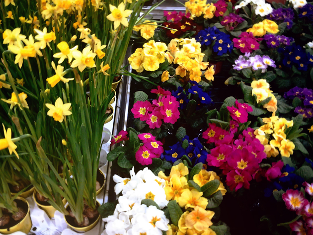 colorful spring flowers in planter narcissus and primula