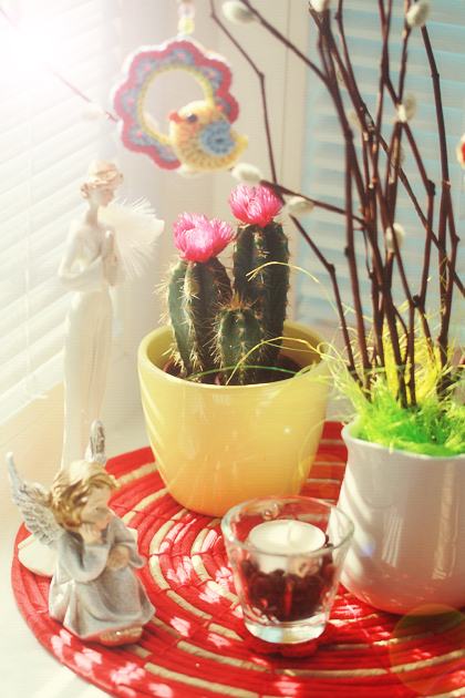 cactus with pink flower in yellow pot