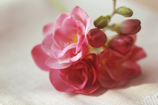 freesia